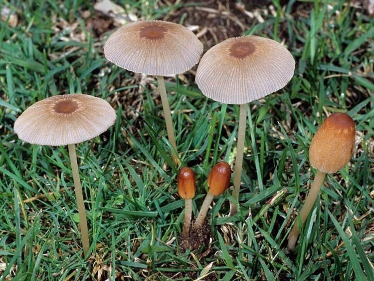Parasola California Fungi Parasola auricoma
