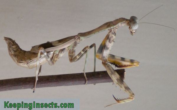 Parasphendale affinis Determining the sex of your praying mantis Keeping Insects