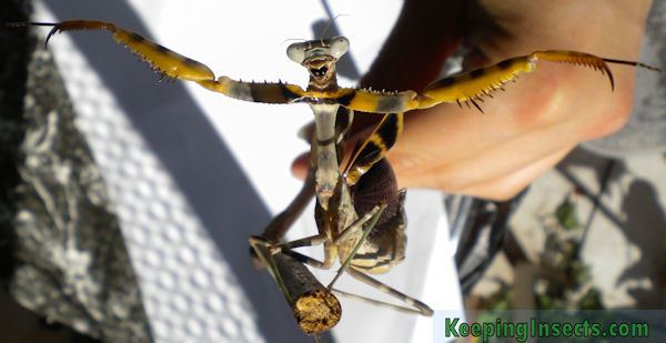 Parasphendale affinis Budwing Mantis Parasphendale affinis Keeping Insects