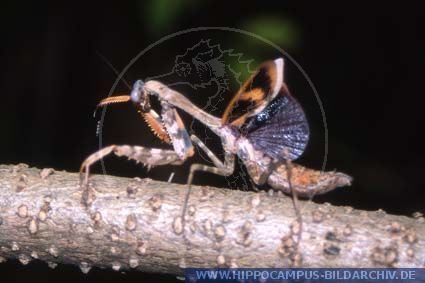 Parasphendale affinis Parasphendale affinis alias Bud Wing Mantis Hippocampus Bildarchiv