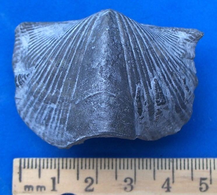 Paraspirifer PaleoScene New Fossil Shells Group 2