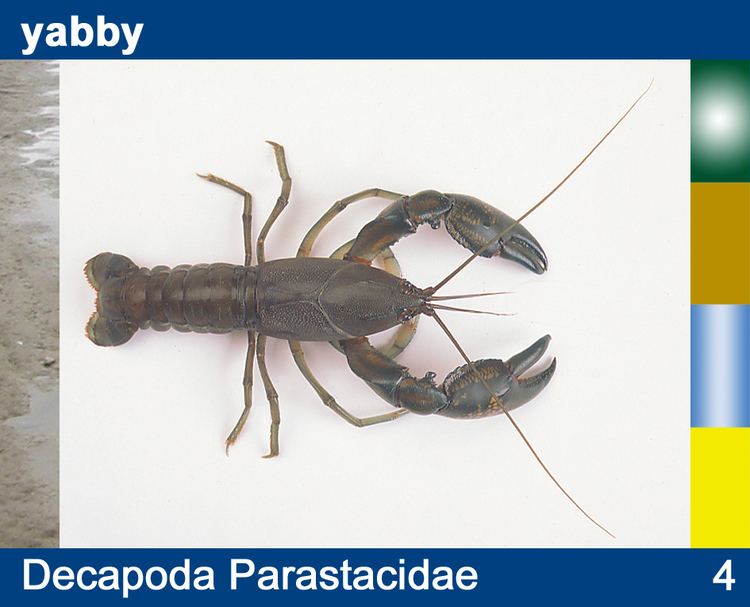 Parastacidae Identification and Ecology of Autralian Freshwater Invertebrates