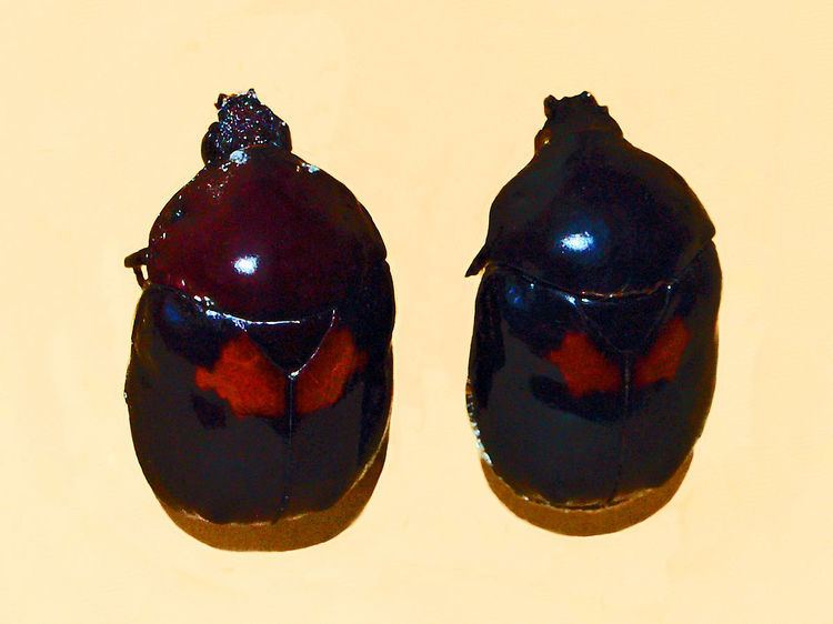 Parastasia ephippium