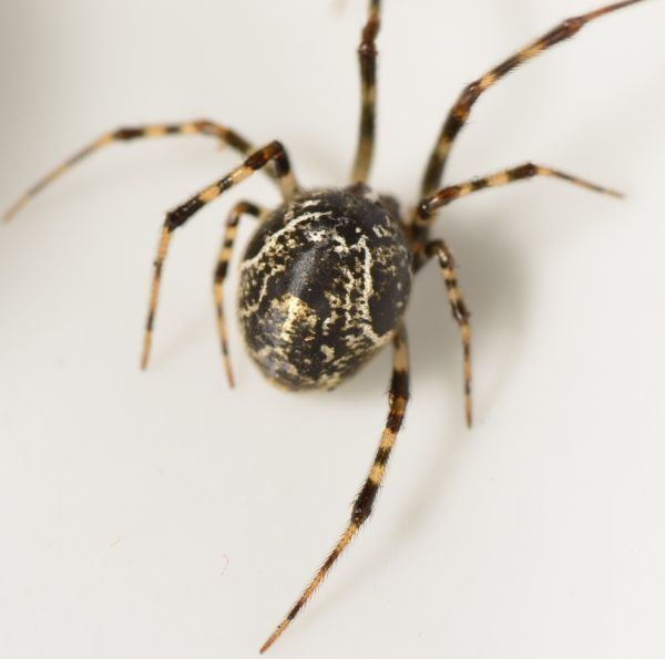 Parasteatoda Common House Spider Parasteatoda tepidariorum