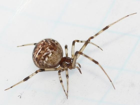 Parasteatoda bugguidenetimagesraw8ZZLNZ8ZZLNZZLEZLLEZRLVH