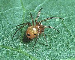 Parasteatoda Parasteatoda Wikipedia