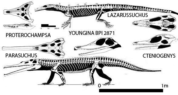 Parasuchus Strange Bedfellows Nesbitt 2011 part 4 Parasuchus The