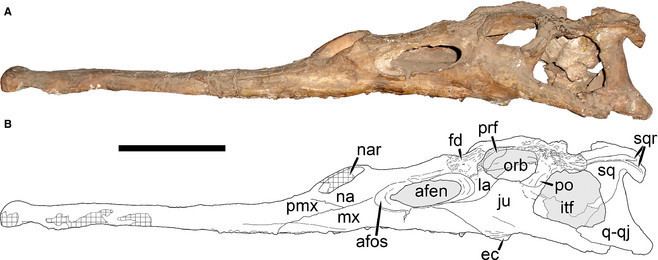 Parasuchus Relationships of the Indian phytosaur Parasuchus hislopi Lydekker