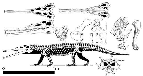 Parasuchus parasuchus588jpg