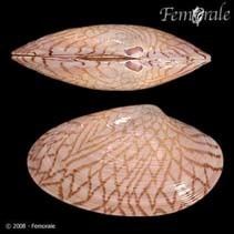 Paratapes undulatus wwwsealifebaseorgimagesthumbnailsjpgtnPaund