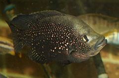 Paratilapia httpsuploadwikimediaorgwikipediacommonsthu