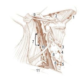 Paratracheal lymph nodes