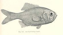 Paratrachichthys trailli httpsuploadwikimediaorgwikipediacommonsthu