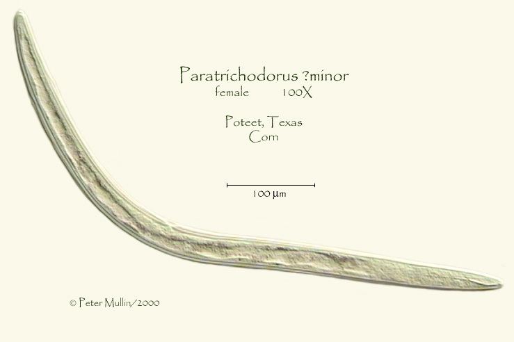 Paratrichodorus minor Specimen AY919226