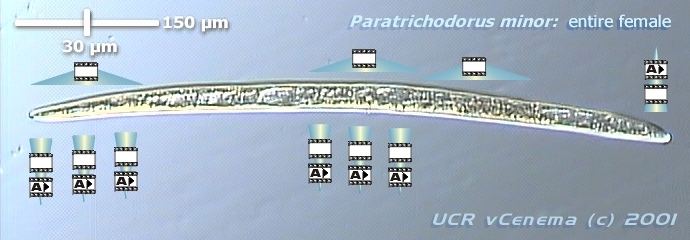 Paratrichodorus minor Paratrichodorus minor female
