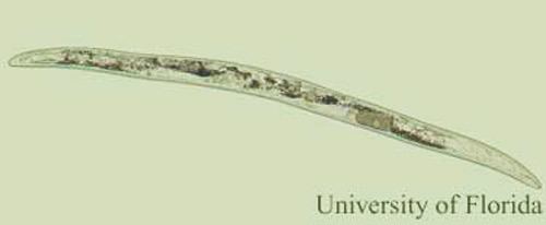 Paratrichodorus minor stubbyroot nematode