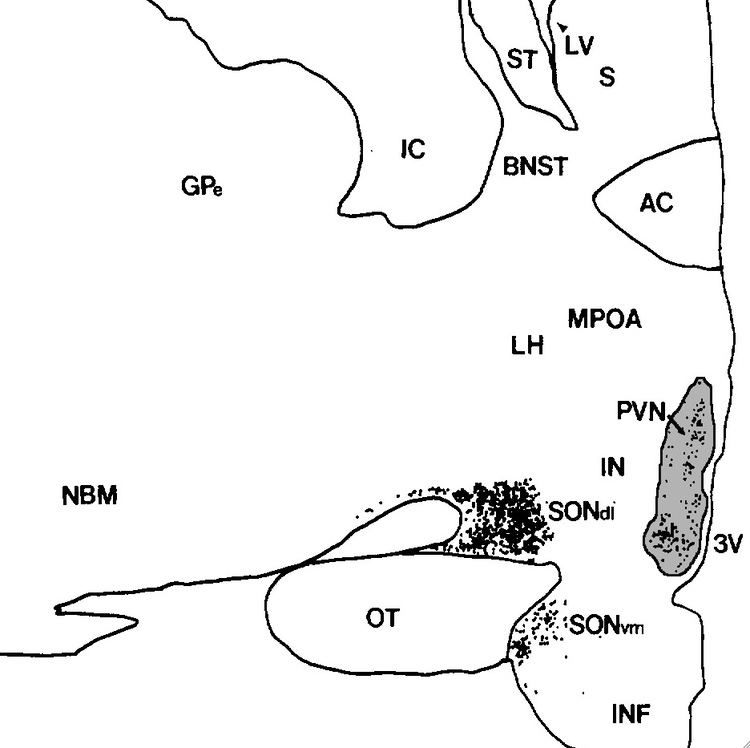 Paraventricular nucleus of hypothalamus