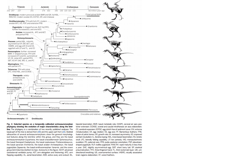 Paraves Pterosaurs to Birds Basal Paraves Flying