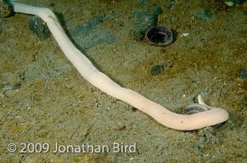 Parborlasia corrugatus Jonathan Bird Productions Stock Photography Giant Ribbon worm