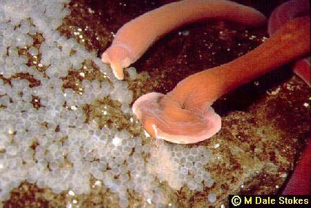 Parborlasia corrugatus Giant Antarctic Marine Worm Parbolasia Corrugatus Zooillogix