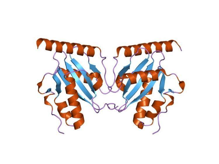 ParDE type II toxin-antitoxin system