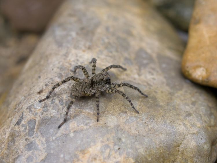 Pardosa - Alchetron, The Free Social Encyclopedia