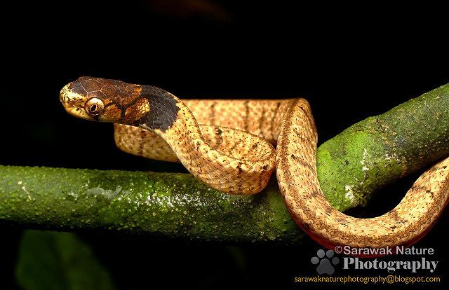 Pareas Pareas nuchalis My first photo of this snake Find more at Flickr