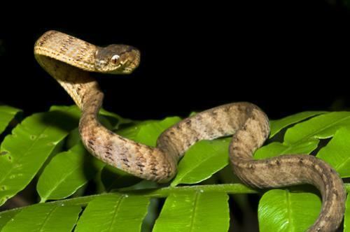 Pareas carinatus Amphibians and Reptiles of Malaysia