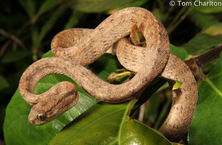 Pareas carinatus CalPhotos Pareas carinatus Keeled Slugeating Snake