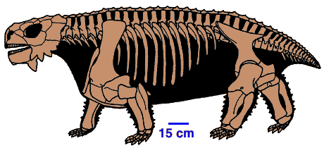 Pareiasaur - Alchetron, The Free Social Encyclopedia