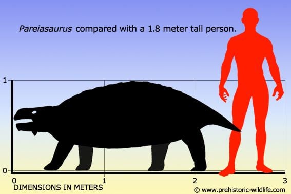 Pareiasaurus - Alchetron, The Free Social Encyclopedia