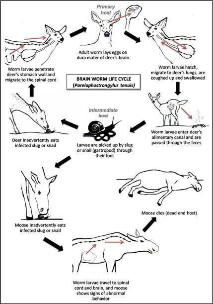 Parelaphostrongylus tenuis Brain worm NYS Dept of Environmental Conservation