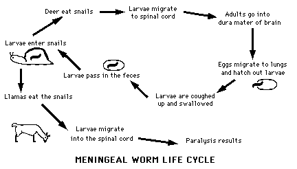 Parelaphostrongylus tenuis Meningeal Worm