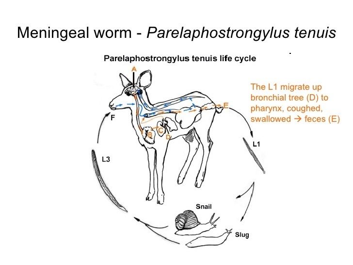 Parelaphostrongylus tenuis Survey of Microbiology of Parasitic Diseases