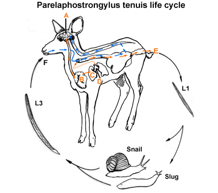 Parelaphostrongylus tenuis ptenlcfr