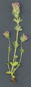 Parentucellia latifolia herbarivirtualuibesimatges118042jpg