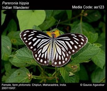 Pareronia Pareronia hippia Indian Wanderer Butterflies of India