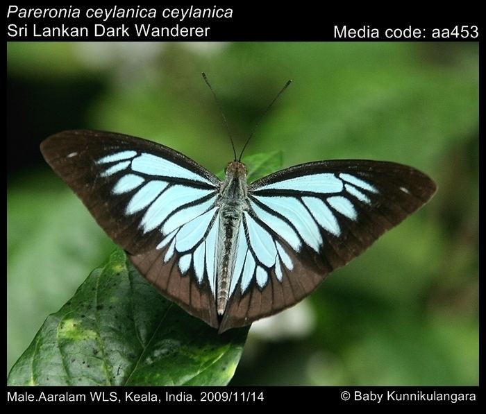 Pareronia Pareronia ceylanica Dark Wanderer Butterflies of India