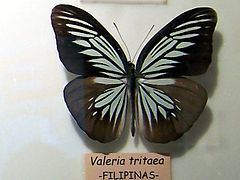 Pareronia tritaea httpsuploadwikimediaorgwikipediacommonsthu