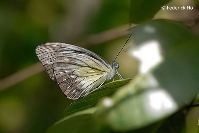 Pareronia valeria ButterflyCircle Checklist