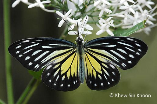 Pareronia valeria ButterflyCircle Checklist
