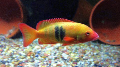 Paretroplus nourissati Paretroplus nourissati Lamena Very rare and beautiful cichlid from