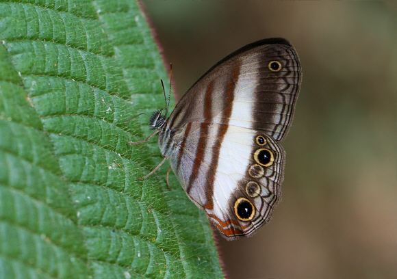Pareuptychia Butterflies of Amazonia Pareuptychia metaleuca
