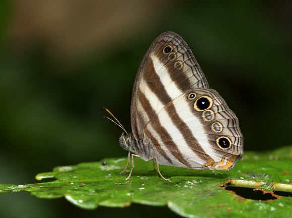 Pareuptychia Butterflies of Amazonia Pareuptychia ocirrhoe