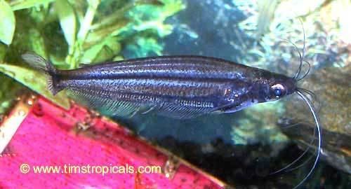 Pareutropius debauwi tropicalfishandaquariumscomcatfishafricanglass