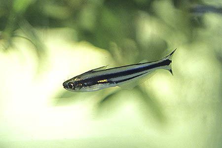 Pareutropius debauwi Pareutropius buffei Three Striped African Glass Catfish