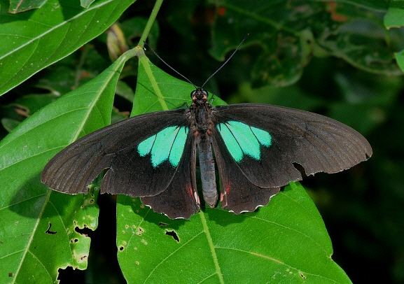 Parides Butterflies of Amazonia Parides sesostris