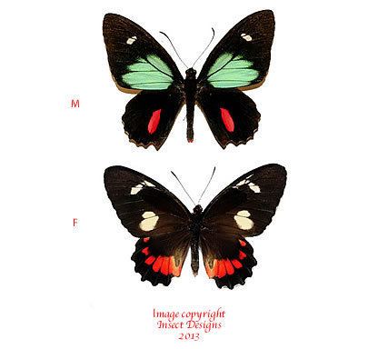 Parides Insect Designs Butterflies and Moths Papilionidae Parides