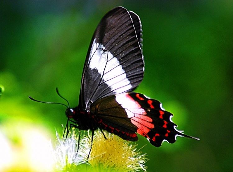 Parides ascanius Fluminense Swallowtail Parides ascanius butterfly Borboletrio