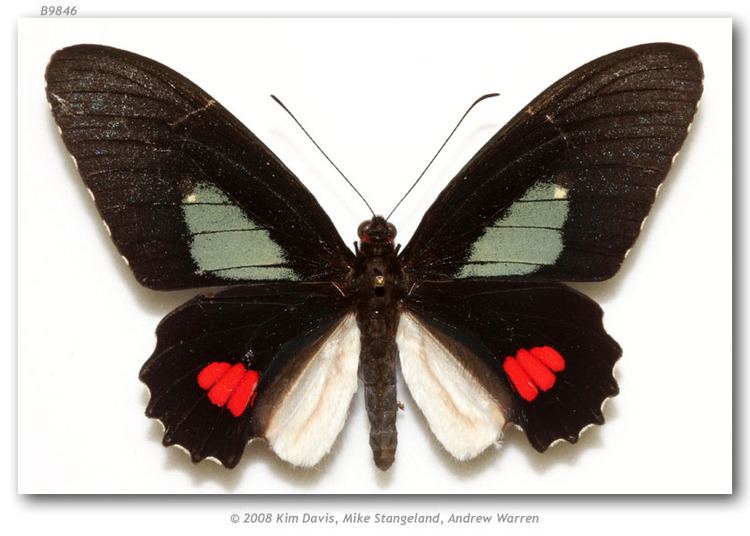 Parides erithalion butterfliesofamericacomimagesPapilionidaePapil